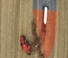 4WD traktorok Case IH AFS Connect Steiger 370