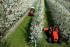 4WD traktorok SAME Frutteto³ 90 GS DT