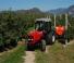 Massey Ferguson MF 3455-4 F