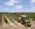 4WD traktorok Claas Nexos 210 VL