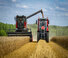 Kombájnok Massey Ferguson Activa 7343-MCS