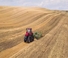 Lánctalpas traktorok Case IH AFS Connect Magnum 380 ROWTRAC