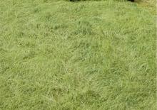 4WD traktorok DEUTZ-FAHR Agroplus 410 Ecoline DT