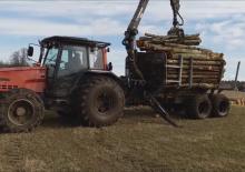 Rönkrakodó daruk Foresteri 500-2